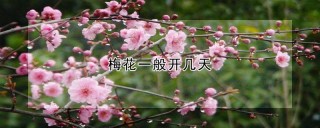 梅花一般开几天,第1图