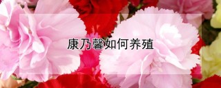 康乃馨如何养殖,第1图