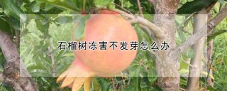 石榴树冻害不发芽怎么办,第1图