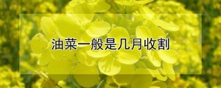 油菜一般是几月收割,第1图