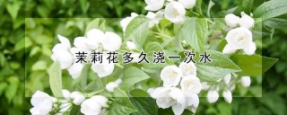 茉莉花多久浇一次水,第1图