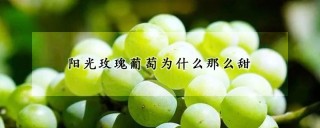 阳光玫瑰葡萄为什么那么甜,第1图