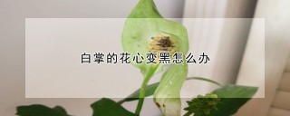 白掌的花心变黑怎么办,第1图