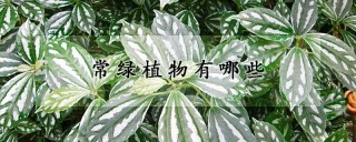 常绿植物有哪些,第1图