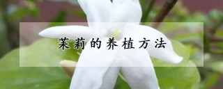 苿莉的养植方法,第1图