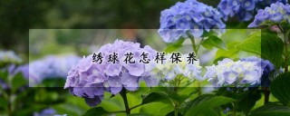 绣球花怎样保养,第1图