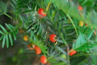 红豆杉要公母同养吗，只有公母同样才能开花结果,第1图