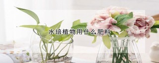 水培植物用什么肥料,第1图