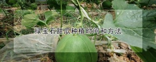 绿宝石甜瓜种植时间和方法,第1图