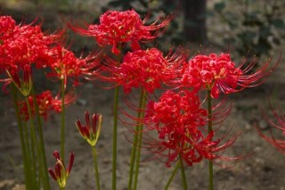 彼岸花的花语是什么，在不同国家有着不同的花语,第4图