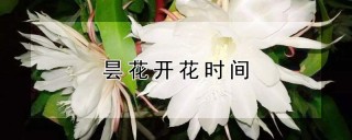 昙花开花时间,第1图