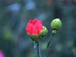 怎么让康乃馨快速开花，教你五种花开爆盆最好方法,第4图