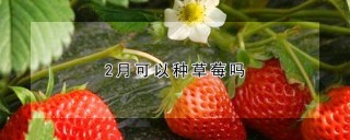 2月可以种草莓吗,第1图