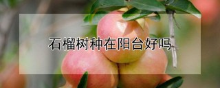 石榴树种在阳台好吗,第1图