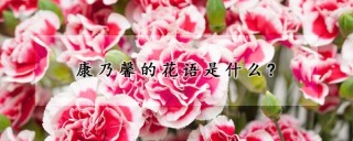 康乃馨的花语是什么?,第1图