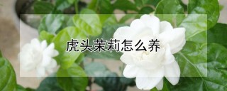 虎头茉莉怎么养,第1图