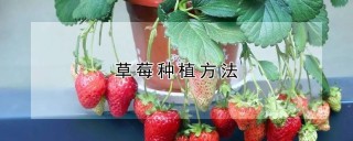 草莓种植方法,第1图