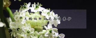 天鹅绒鲜切花怎么养护,第1图