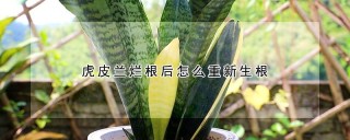 虎皮兰烂根后怎么重新生根,第1图