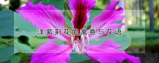 洋紫荆花的寓意与花语,第1图