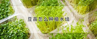 豆苗怎么种植水培,第1图