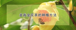 盆栽金花茶的种植方法,第1图