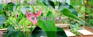 植物红掌怎么养,第1图