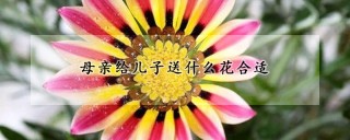 母亲给儿子送什么花合适,第1图