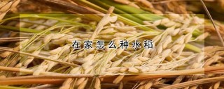 在家怎么种水稻,第1图