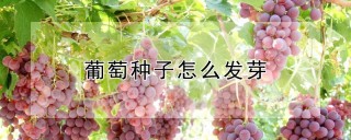 葡萄种子怎么发芽,第1图