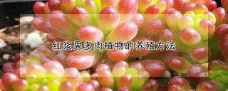 红浆果多肉植物的养殖方法,第1图