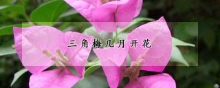 三角梅几月开花,第1图