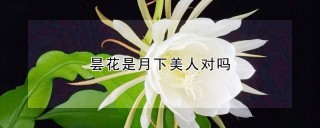 昙花是月下美人对吗,第1图