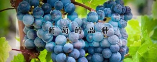葡萄的品种,第1图