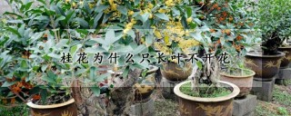 桂花为什么只长叶不开花,第1图