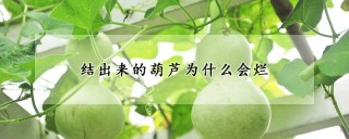 结出来的葫芦为什么会烂,第1图