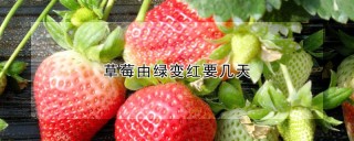 草莓由绿变红要几天,第1图