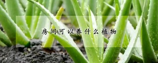 房间可以养什么植物,第1图