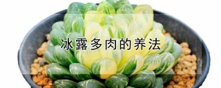 冰露多肉的养法,第1图