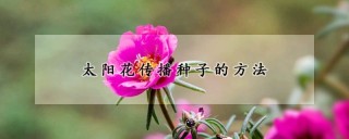 太阳花传播种子的方法,第1图