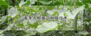春季大棚黄瓜种植技术,第1图