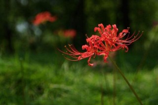 彼岸花的花语是什么，在不同国家有着不同的花语,第2图