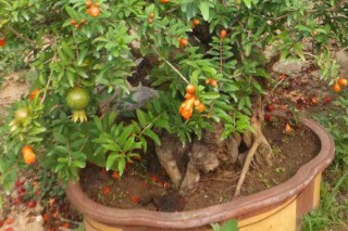 石榴树盆栽怎么养护,第2图