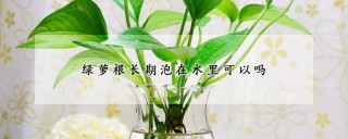 绿萝根长期泡在水里可以吗,第1图