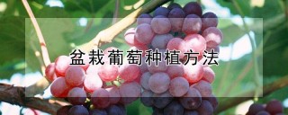 盆栽葡萄种植方法,第1图