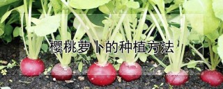 樱桃萝卜的种植方法,第1图
