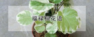 福禄桐花语,第1图