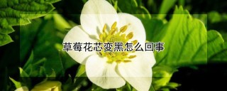 草莓花芯变黑怎么回事,第1图