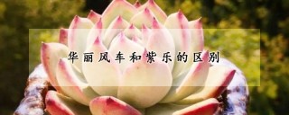 华丽风车和紫乐的区别,第1图