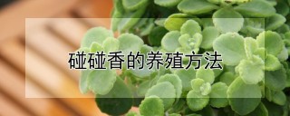 碰碰香的养殖方法,第1图